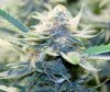 BlueDream-Day52-1.JPG