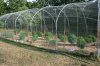 2012 hoop house (2).JPG