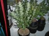 ATF #5_44 Days of Flower-2.jpg