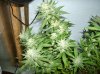 ATF#4_44 Days of Flower-3.jpg