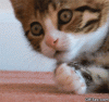 OMG-Cat-GIF.gif