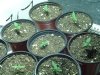 Seedlings 1.jpg