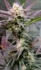 BlueDream-Day26-1.JPG