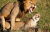 lions mating.jpg