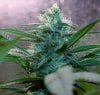 BlueDream-Day31-1.JPG