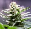 BlueDream-Day31-2.JPG