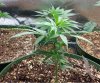 Blue Dream (640x536).jpg
