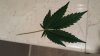 20150416_195119 (1024x576).jpg
