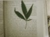leaf.jpg