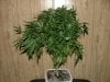 RD 33 days flower040.jpg