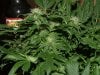 RD 33 days flower032.jpg