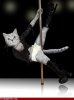 cat-stripper-cute-cat.jpg