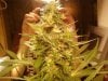 cannabis 033.jpg