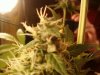 cannabis 032.jpg