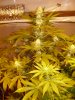 new grow 004.JPG