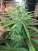 SD2 Bud 6wk Flower.jpg