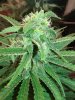 SD2 Bud 6wk Flw.jpg