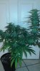 SD3 6wk Flowering.jpg