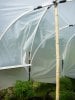 inside early hoophouse.jpeg