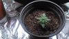 Wild thai in soil transplant.jpg