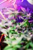 flowering_week_2_cannabis_marihuana-6.jpg