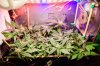 flowering_week_2_cannabis_marihuana-7.jpg