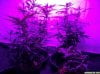 KingJohnC_s_Twilight_Groups_LED_432w_Spider_COB_Seed_Cabinet_2014-09-25_-_001.jpg