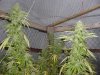 grow pics 008.jpg