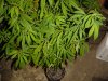 grow pics 043.jpg