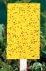 yellow-sticky-traps-fungus-gnats.jpg