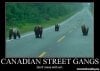 funny-canada-pics-canadian-street-gangs-bears-on-the-road.jpg