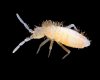 Tropical-Pink-Springtail1.jpg