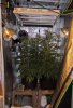 Grow Tent FD28.jpg