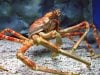 1280px-Spider_crab_at_manila_ocean_park.jpg