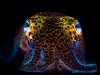 storymaker-squid-glowing-bacteria1-515x388.jpg