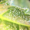 PS FD48 Trichs 3.jpg