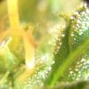 PS FD48 Trichs 1.jpg