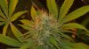 new cfl grow 029.jpg