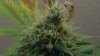 new cfl grow 032.jpg