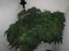 IMG_2337.jpg