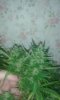 20150803_214635.jpg