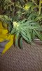 20150813_125452.jpg