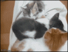 cats1.gif