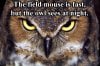 field mouse & owl.jpg