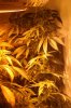 haze19xskunk1-flowering-branches.jpg