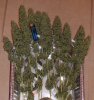 WT HARVEST Bud 8.jpg