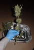 PS HARVEST Bud 3.jpg