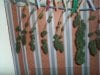 1st G harvest 1.jpg