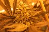 Week 6 flower 8-29-2015 007.JPG