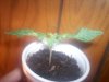 100_4218.jpg